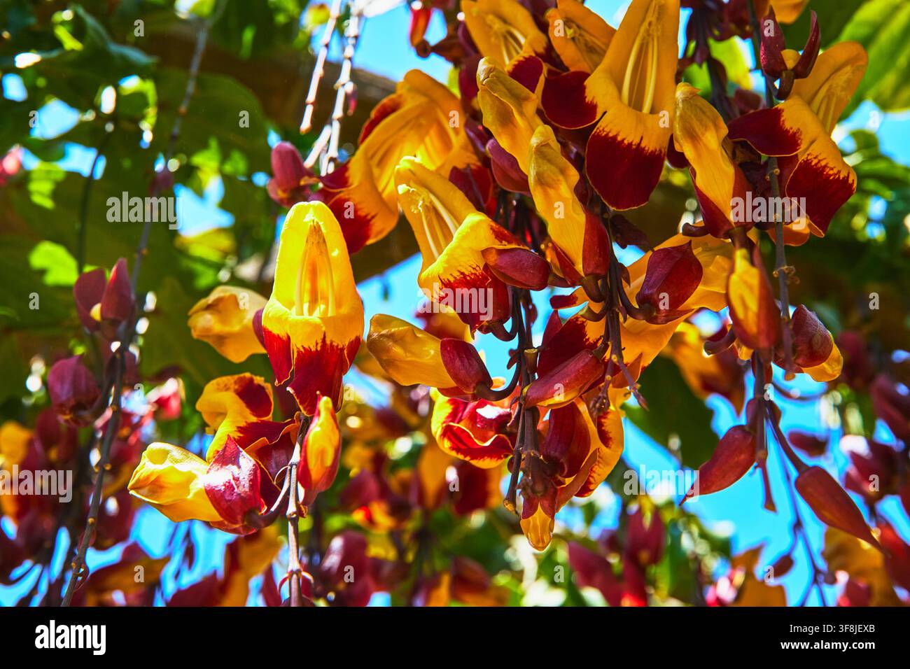 Fiori esotici colorati appesi alla luce del sole in un ambiente di giardino lussureggiante Foto Stock