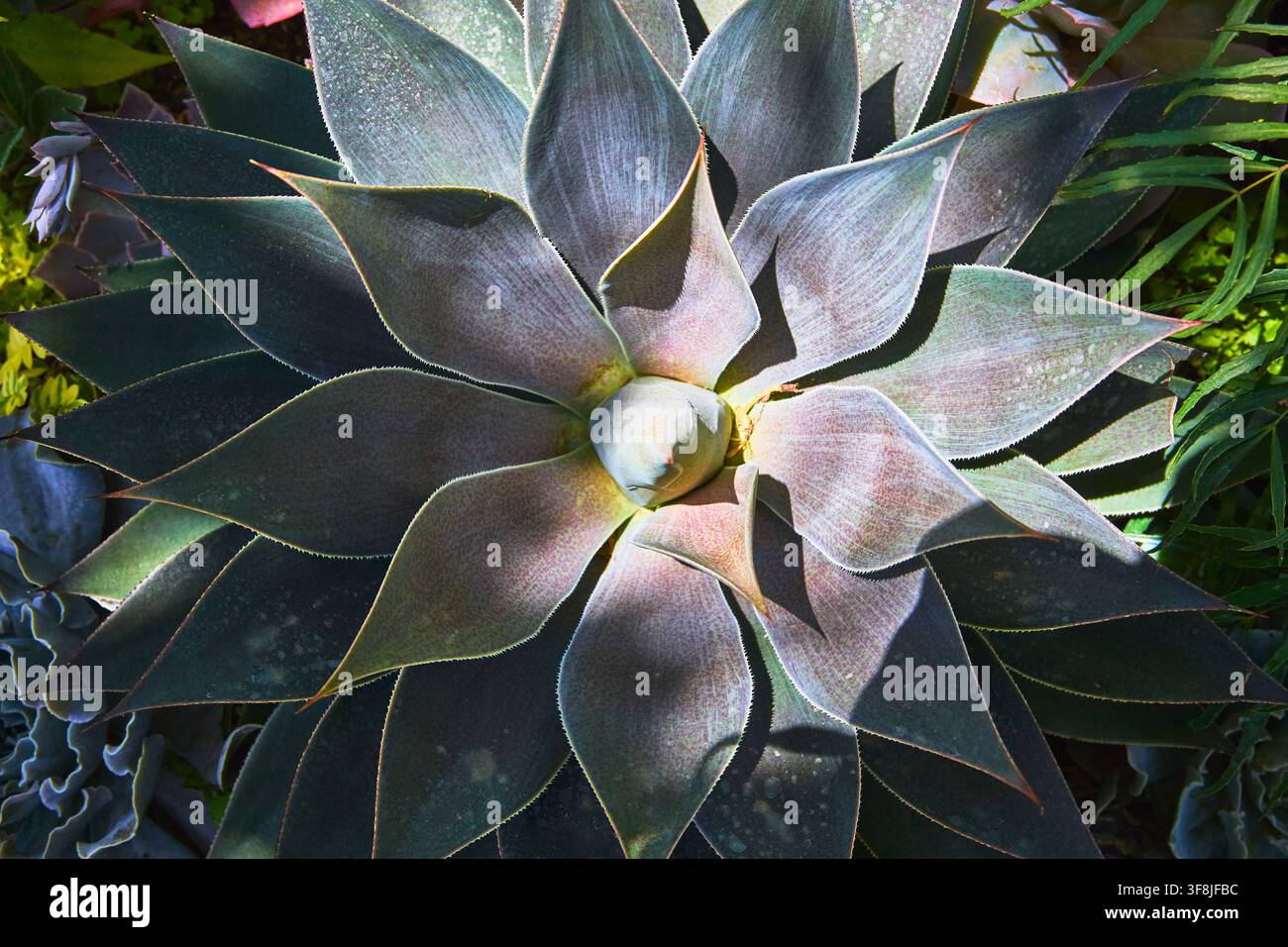 Rosetta succulenta in primo piano con foglie illuminate dal sole e una texture di giardino rigoglioso Foto Stock