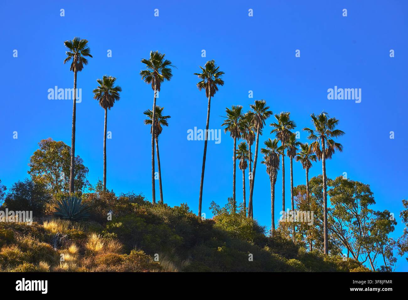 Palme su una collina soleggiata nel Griffith Park di Los Angeles in California con cielo blu Foto Stock