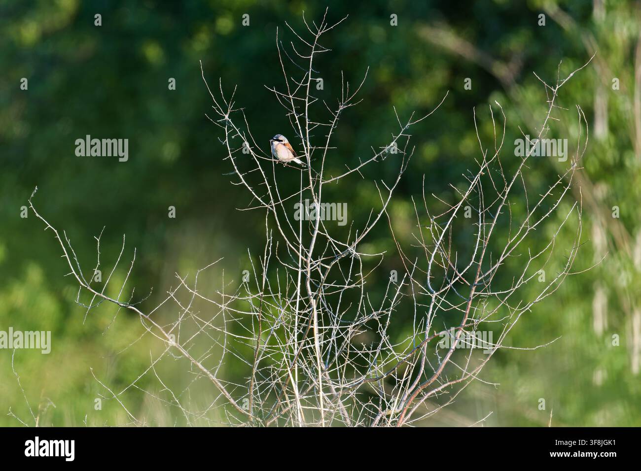 Crescione dorsorosso (Lanius collurio) fotografato in primo piano con dettagli delle piume nitidi Foto Stock