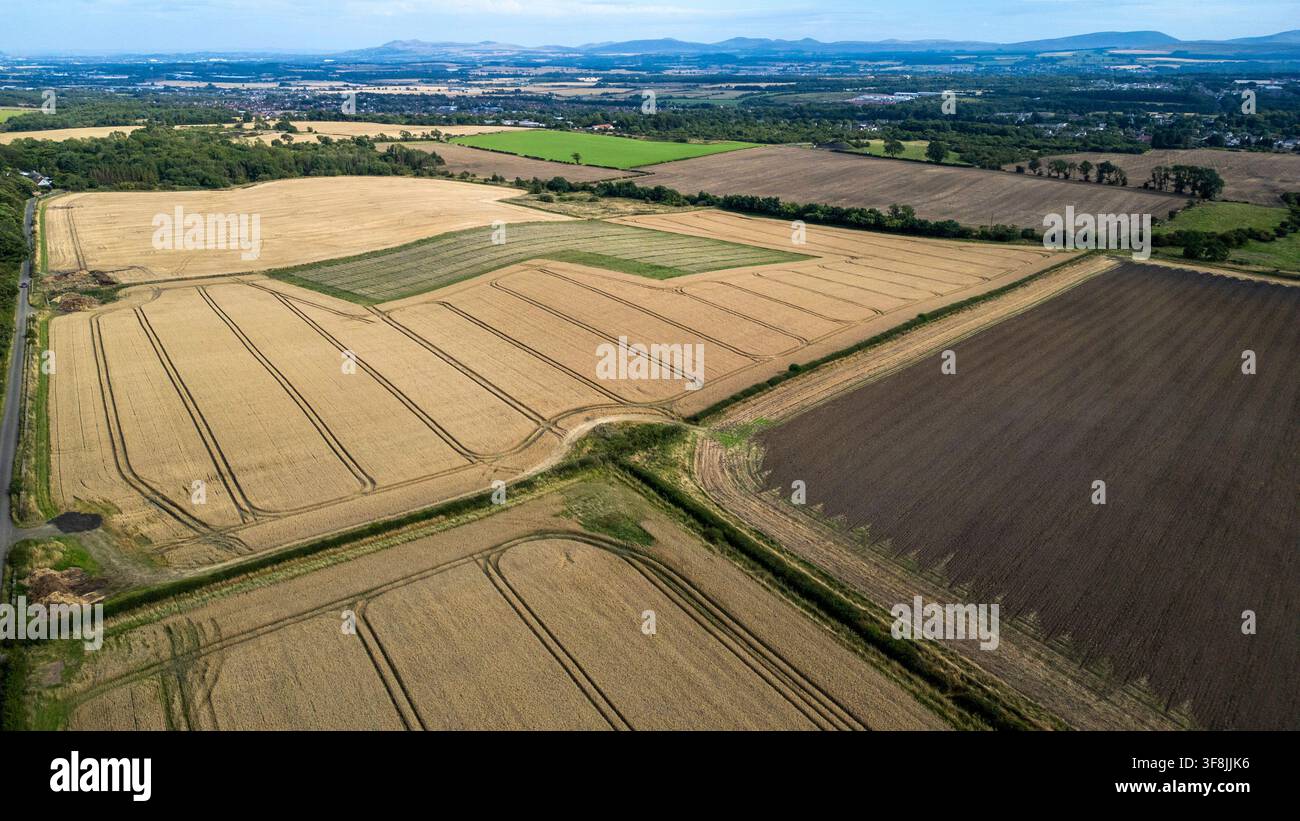 Vista aerea di campi di orzo pronti per essere raccolti ad agosto, nel West Lothian in Scozia Foto Stock