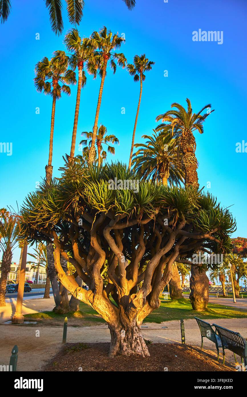 Albero del drago e palme nel parco di Santa Monica illuminato dal sole in California Foto Stock