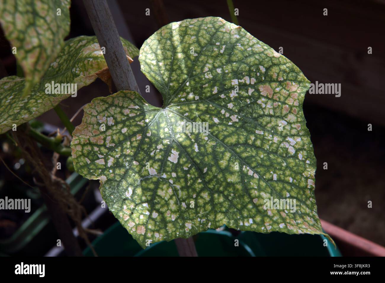 Foglie di pianta di cetriolo infettate da un'infestazione di acari rossi nel Surrey, Inghilterra Foto Stock