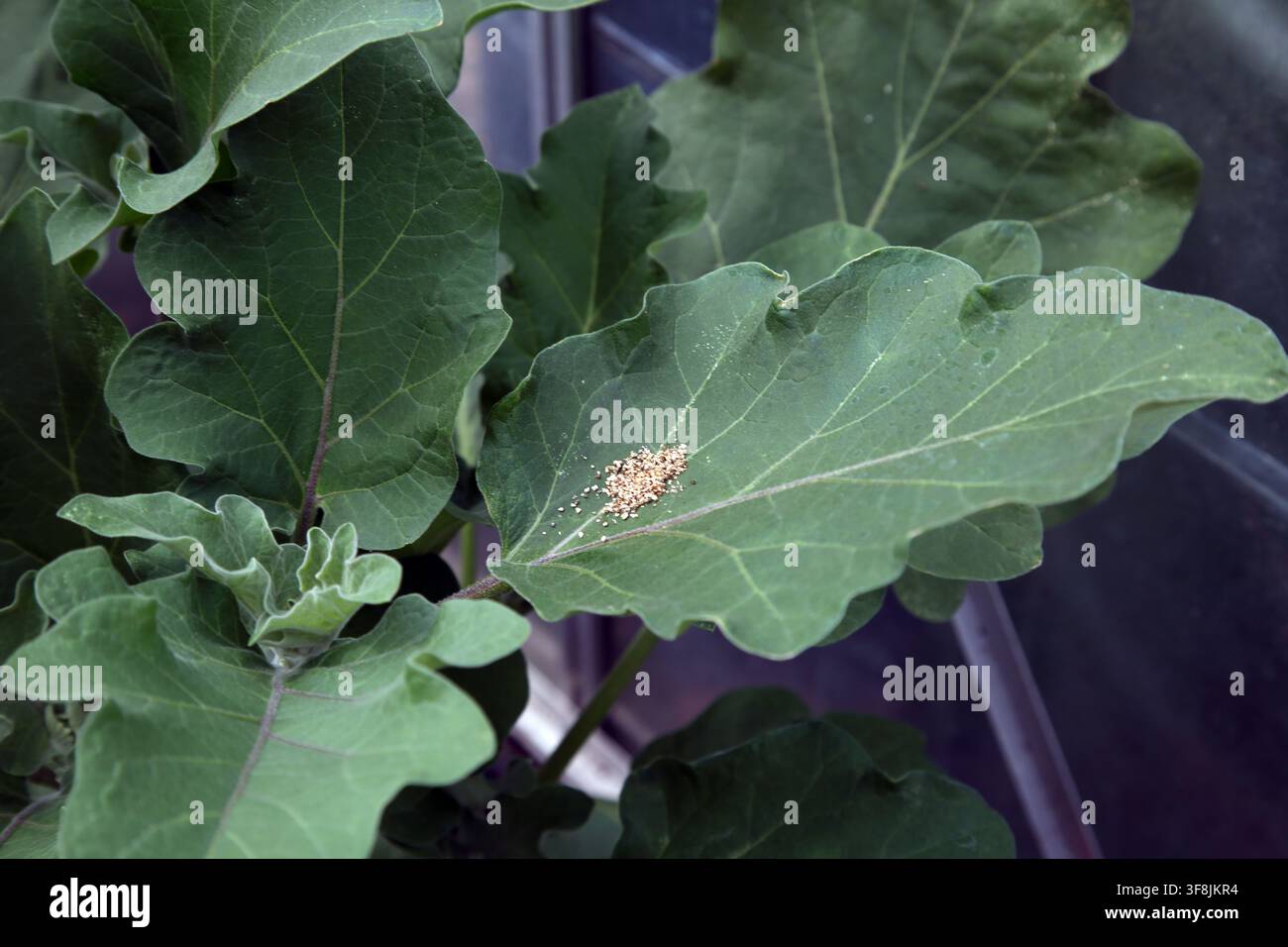 Acari Phytoseiulus Persimilis utilizzati per il controllo biologico degli acari rossi che hanno colpito le foglie di una pianta di melanzana in serra a Surre Foto Stock