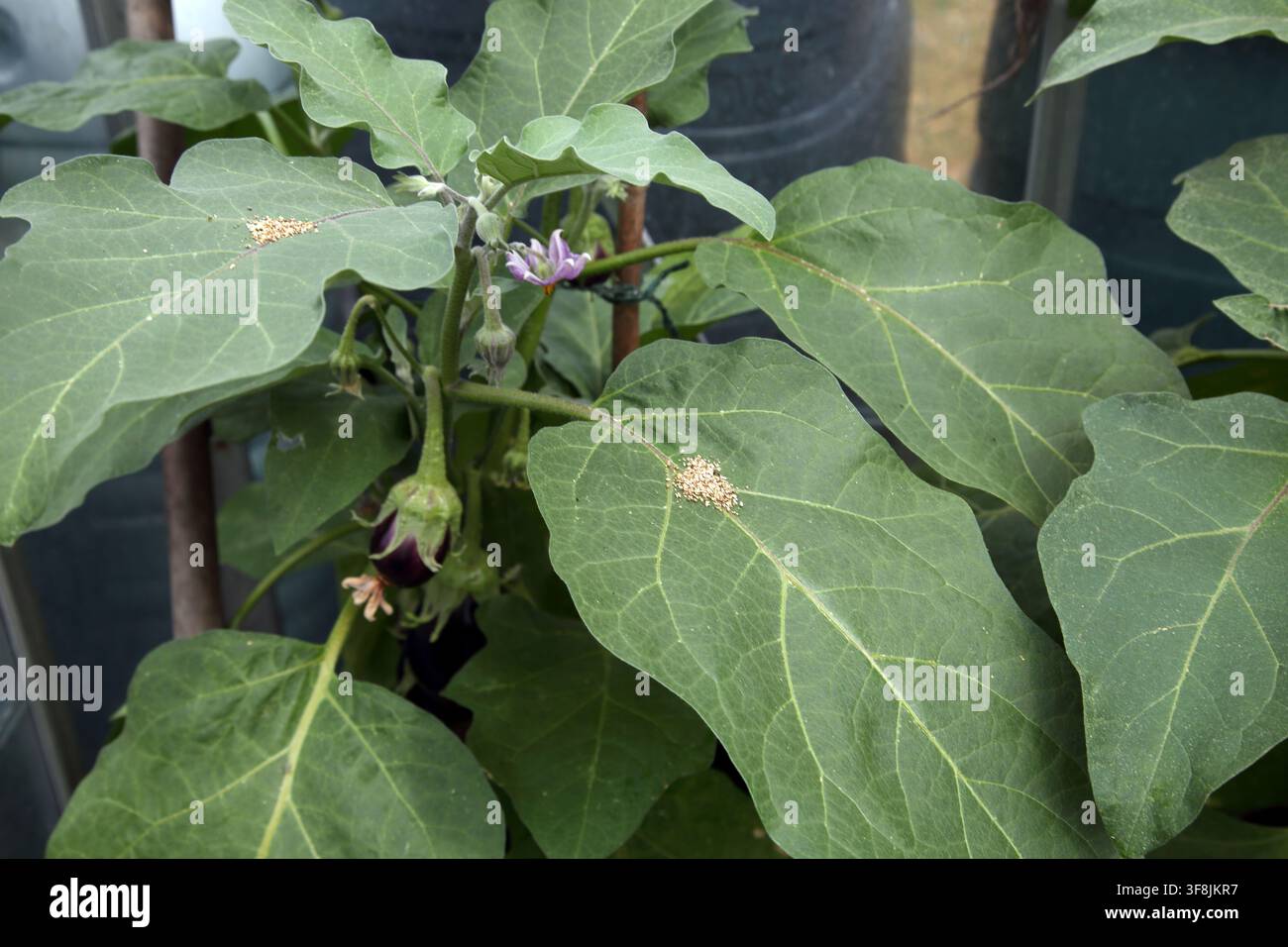 Acari Phytoseiulus Persimilis utilizzati per il controllo biologico degli acari rossi che hanno colpito le foglie di una pianta di melanzana in serra a Surre Foto Stock