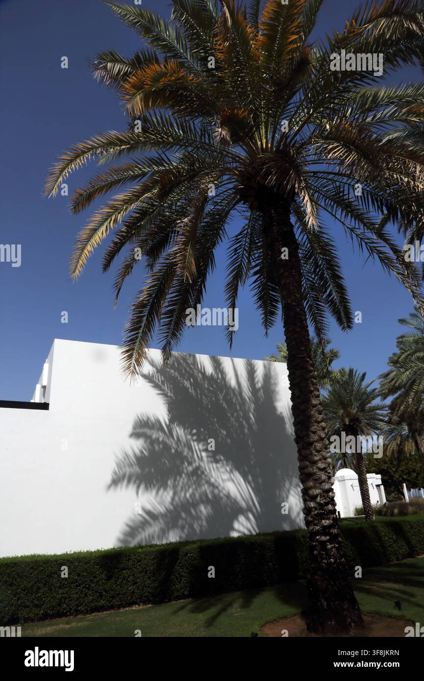 Ombre di palme da dattero sul lato di un edificio nel giardino del The Chedi Hotel Muscat nel Sultanato dell'Oman Foto Stock