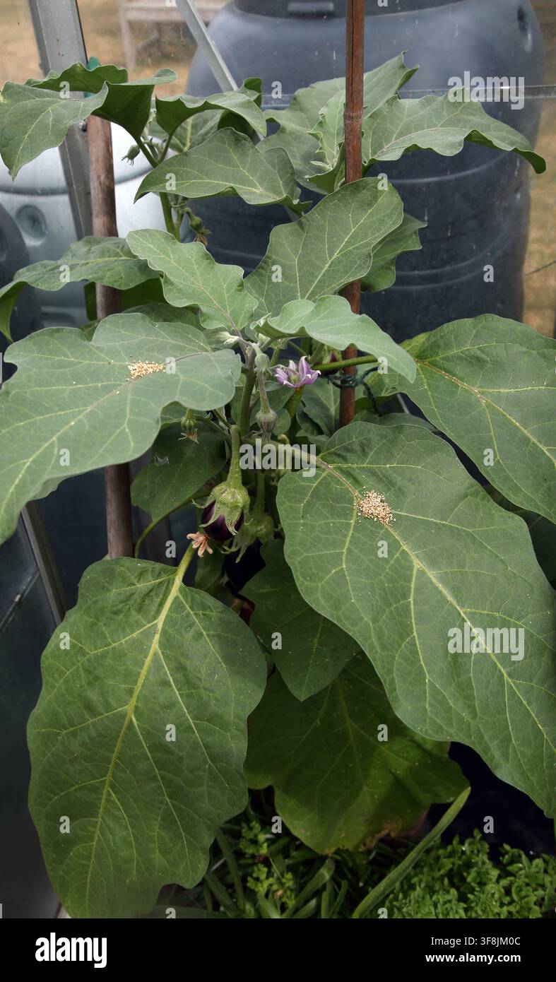 Acari Phytoseiulus Persimilis utilizzati per il controllo biologico degli acari rossi che hanno colpito le foglie di una pianta di melanzana in serra a Surre Foto Stock