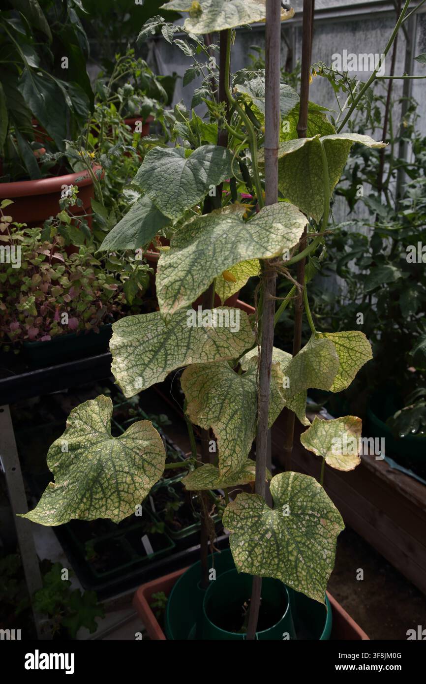 Foglie di pianta di cetriolo infettate da un'infestazione di acari rossi con nuova crescita sulla sommità della pianta Foto Stock