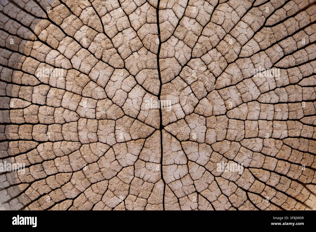 Primo piano di una sezione trasversale di tronco d'albero secco e screpolato che mostra anelli di crescita concentrici e texture naturale. Foto Stock