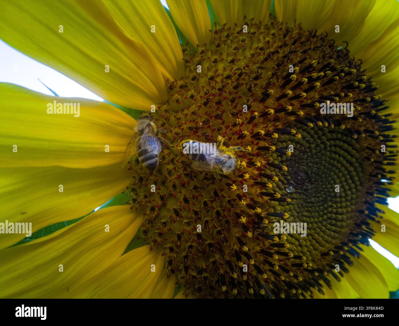 Estremo primo piano macro di due api mellifere che raccolgono polline su una testa di girasole giallo brillante. Foto Stock