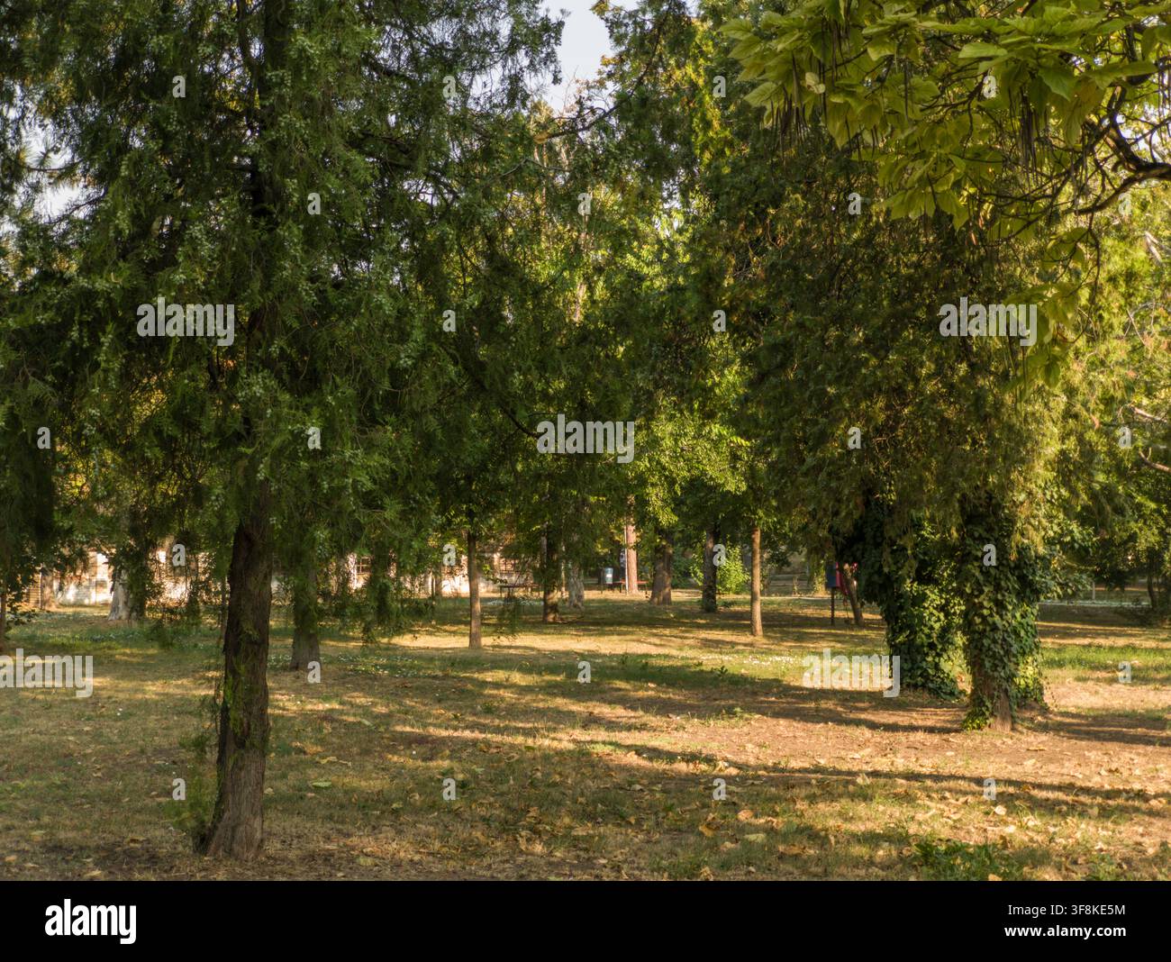 Alberi verdi illuminati dal sole e tronchi ricoperti di edera in un tranquillo parco pubblico in una luminosa giornata estiva. Foto Stock