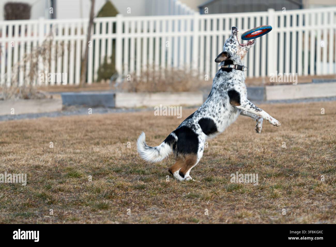 Vista di un incrocio Australian Cattle Dog che salta per afferrare un frisbee in un cortile residenziale a Lehi, Utah, Stati Uniti. Foto Stock