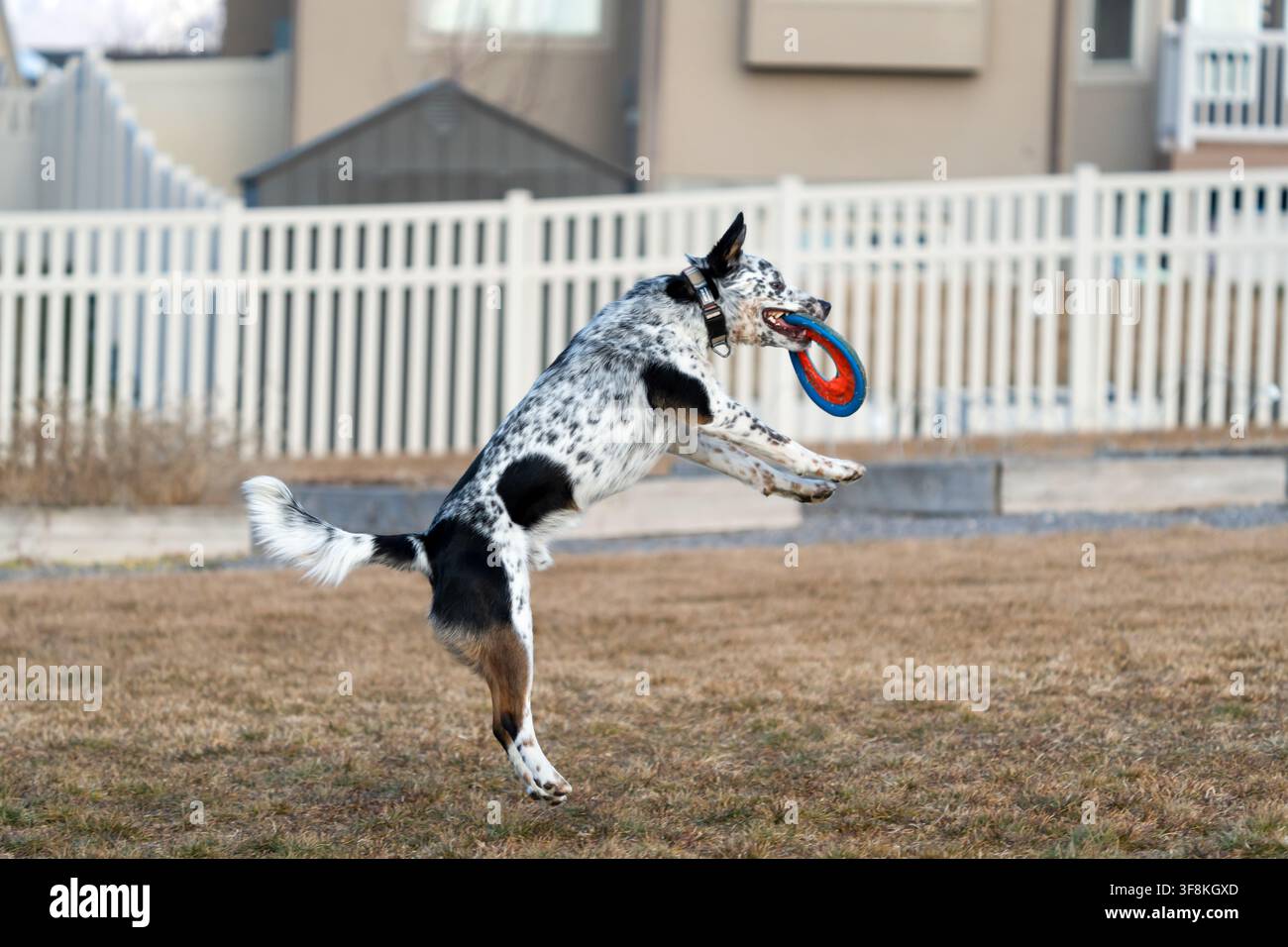 Vista di un incrocio Australian Cattle Dog che salta per afferrare un frisbee blu e rosso in un cortile a Lehi, Utah, Stati Uniti. Foto Stock