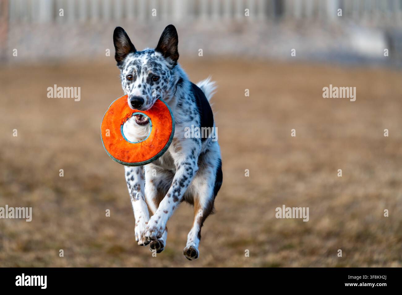 Vista di un incrocio Australian Cattle Dog che salta per catturare un frisbee arancione in un parco a Lehi, Utah, Stati Uniti. Foto Stock