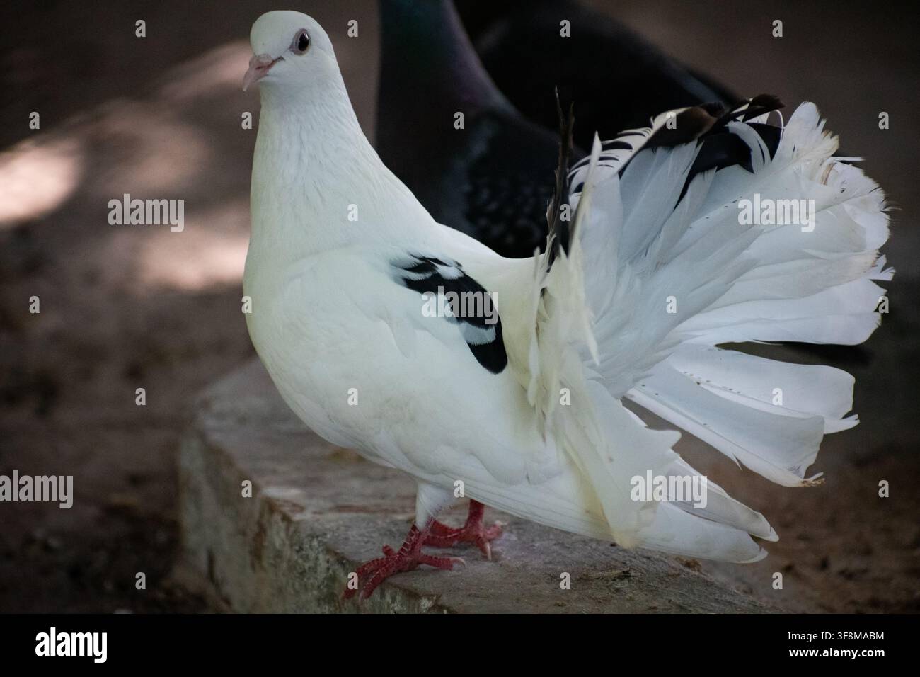 Colomba fantail bianca con piume della coda aperte, appollaiata all'aperto nello zoo di Ciego de Avila, Cuba - 8 agosto 2026 Foto Stock