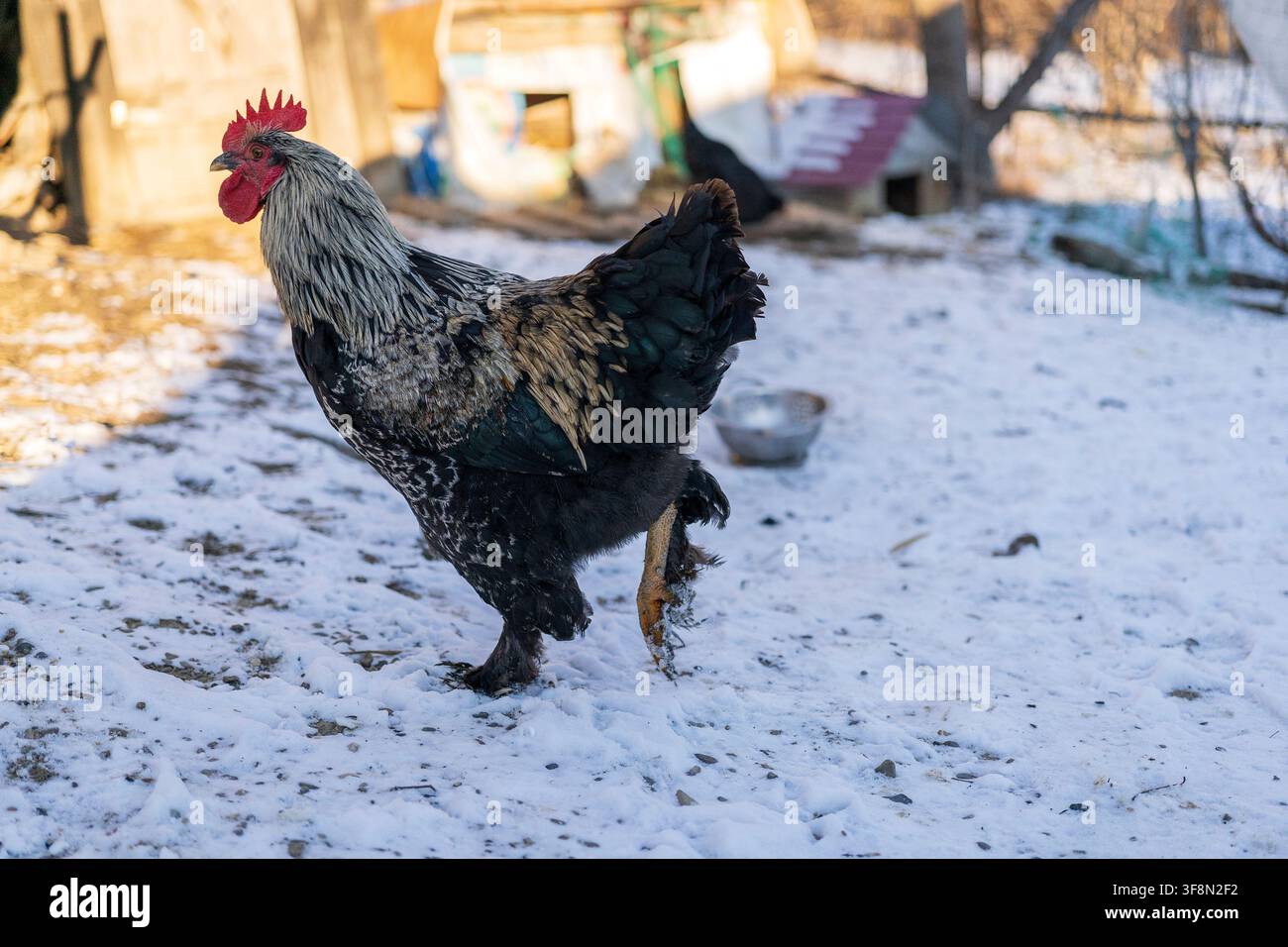 Una vista laterale di un maestoso gallo che cammina nella neve fresca invernale. Questa immagine simboleggia resilienza, progresso e un nuovo inizio attraverso il cont Foto Stock