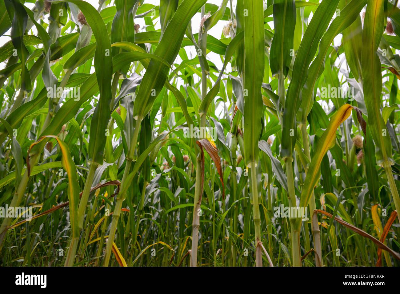 Vigoglioso campo di mais verde con piante di mais alte e mature, foglie larghe e spighe in sviluppo, che mostra una crescita sana delle colture e la produzione agricola in un Foto Stock