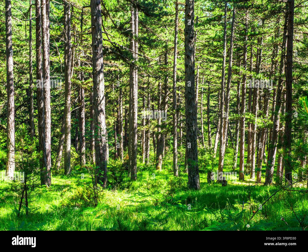 Paesaggio di foresta di pini vicino al monastero di San Giovanni Battista (conosciuto anche come San Giovanni il Precursore) - Voskopoje, Albania Foto Stock