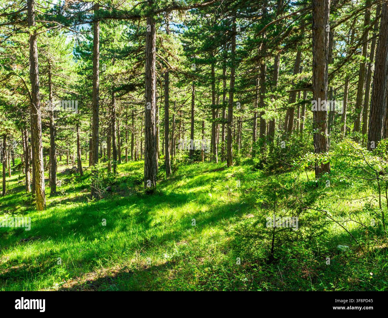 Paesaggio di foresta di pini vicino al monastero di San Giovanni Battista (conosciuto anche come San Giovanni il Precursore) - Voskopoje, Albania Foto Stock