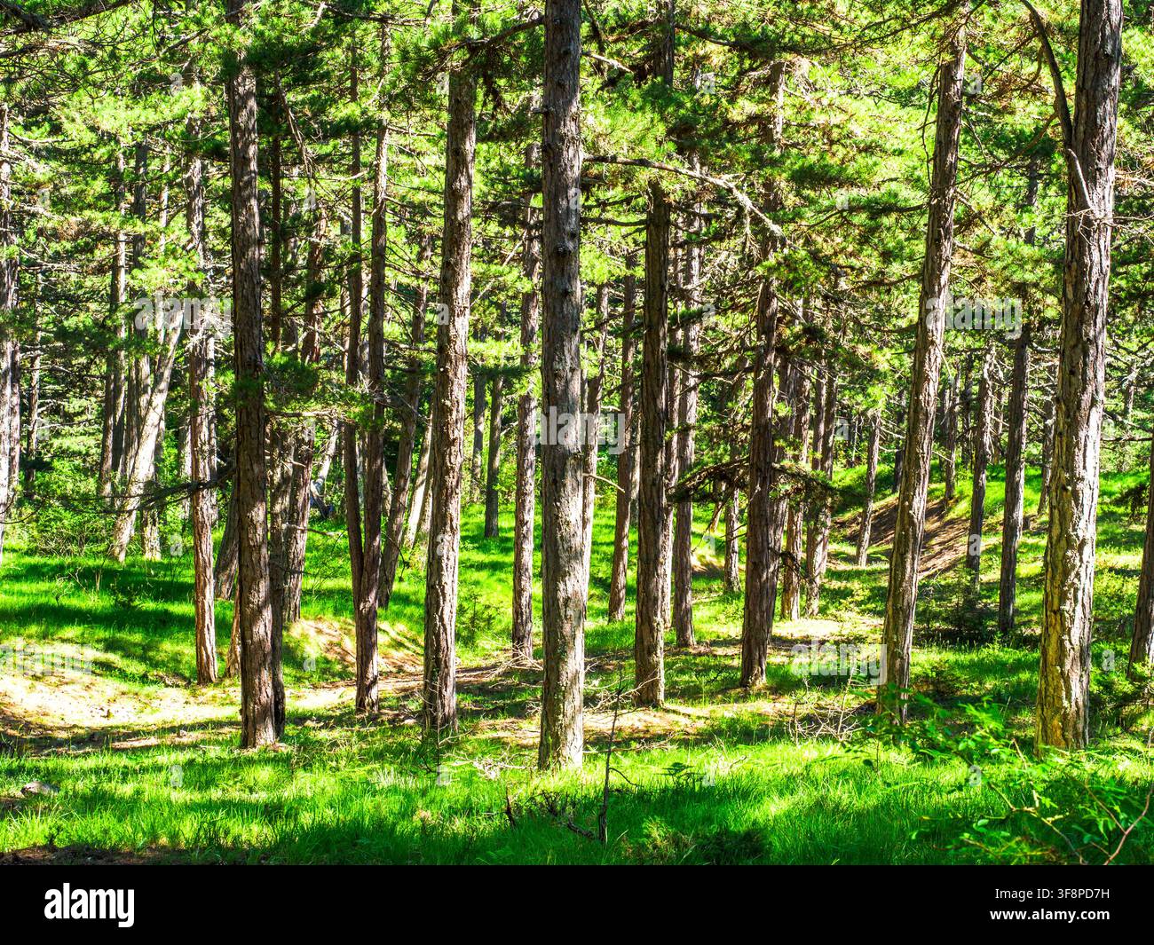 Paesaggio di foresta di pini vicino al monastero di San Giovanni Battista (conosciuto anche come San Giovanni il Precursore) - Voskopoje, Albania Foto Stock