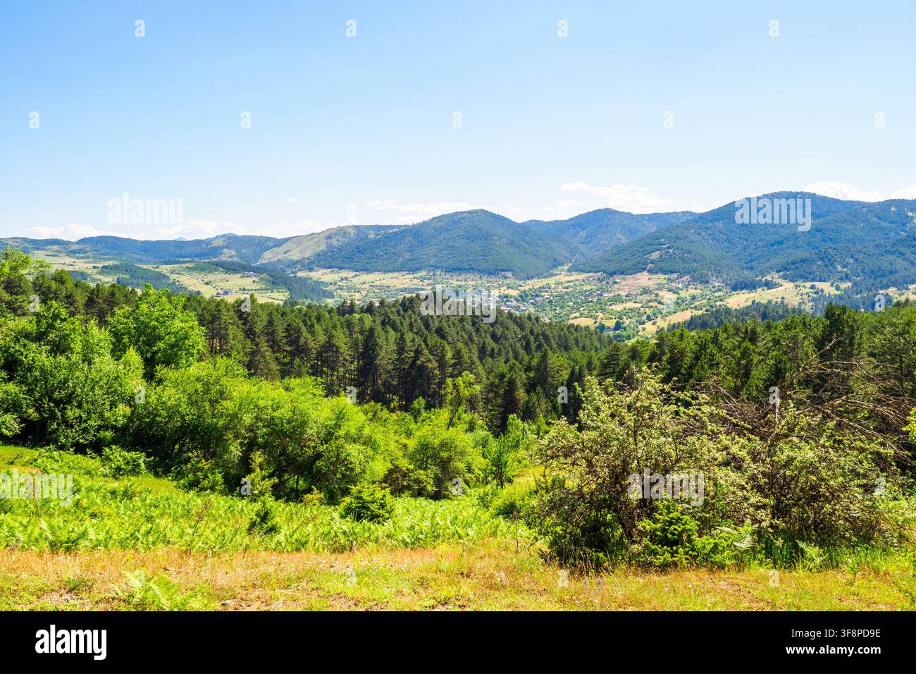 Paesaggio di foresta di pini vicino al monastero di San Giovanni Battista (conosciuto anche come San Giovanni il Precursore) - Voskopoje, Albania Foto Stock