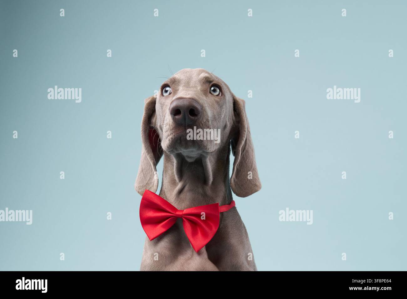 Un primo piano mostra il viso del cucciolo Weimaraner sotto un papillon rosso su uno sfondo blu. Il suo sguardo sgranato è pieno di innocenza. Foto Stock