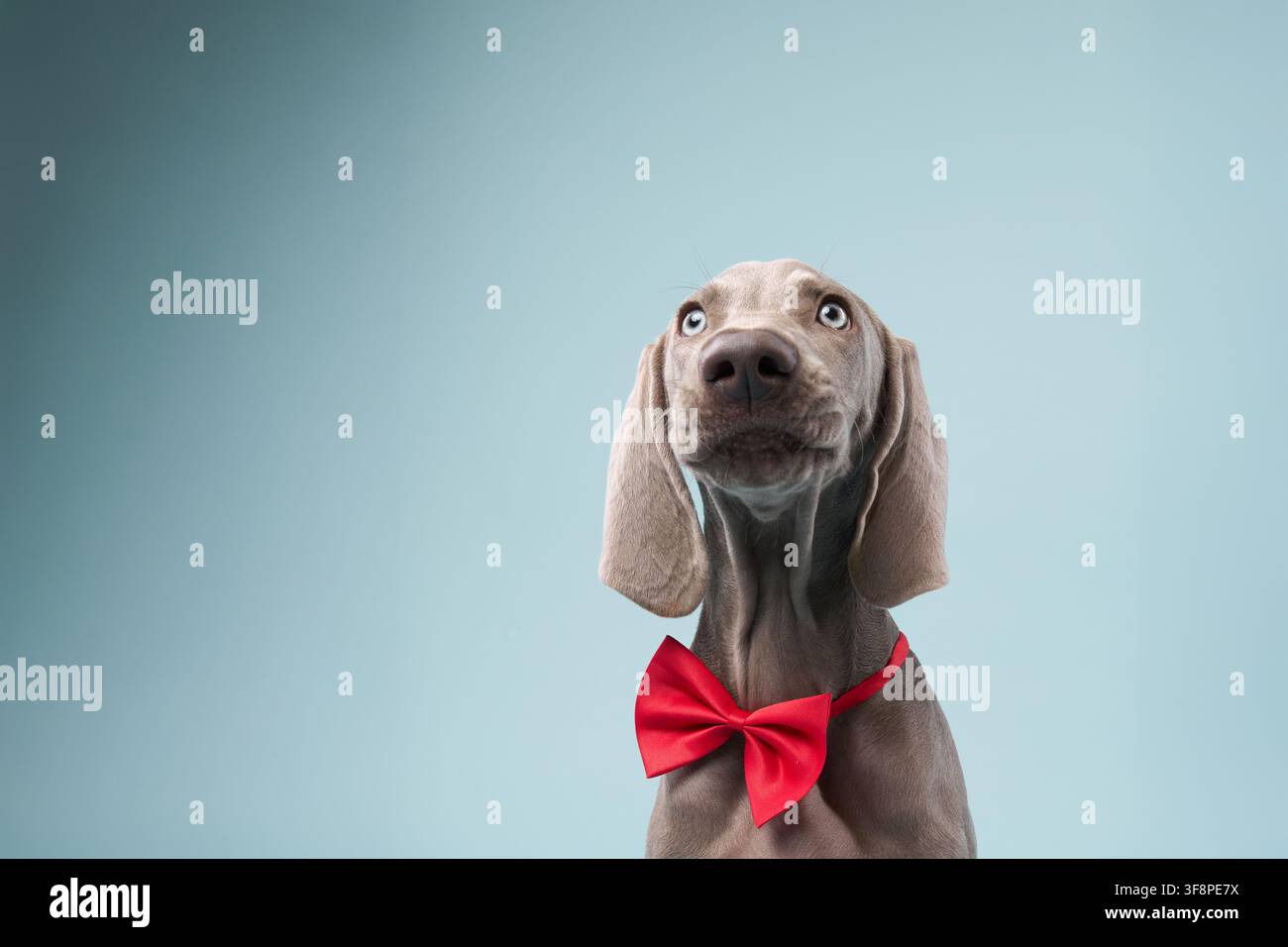 Il cucciolo rimane fermo indossando un fiocco rosso mentre fissa verso l'alto. Lo sfondo pallido dona un effetto pulito e minimale. Foto Stock