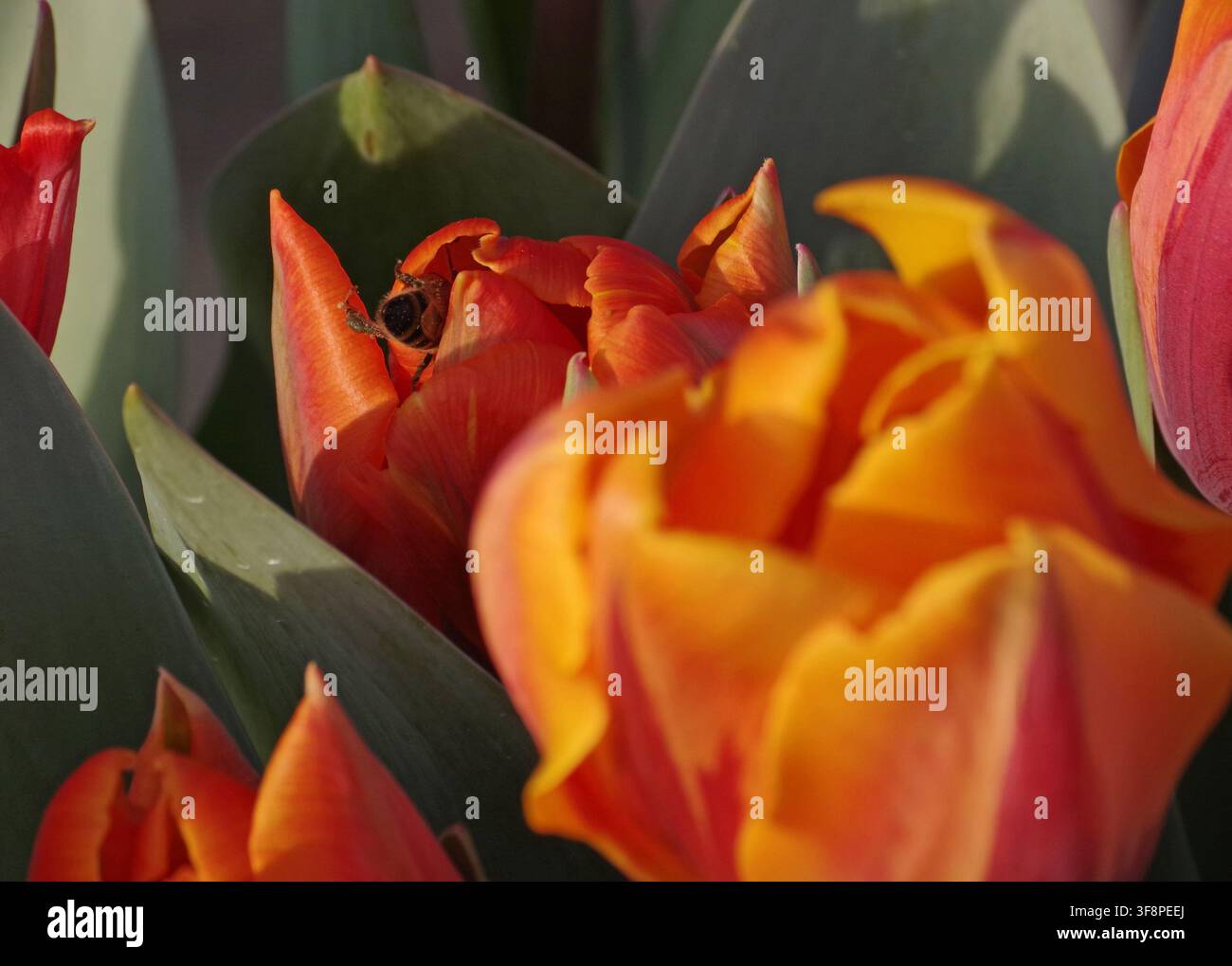 Api che impollina un tulipano rosso Foto Stock