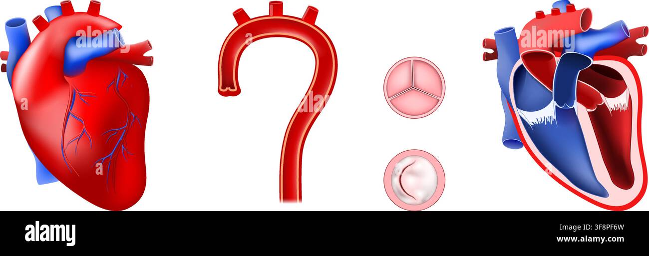Anatomia e struttura interna del cuore umano, camere, valvole e aorta. Cardiologia. Illustrazione didattica medica. Set di icone. Kit vettoriale Illustrazione Vettoriale