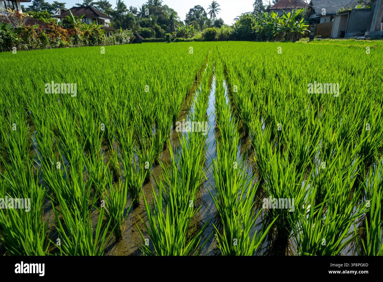 I campi di riso a Bali, in Indonesia Foto Stock