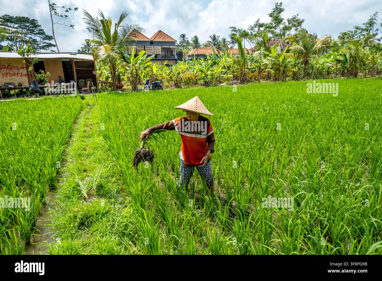 Contadino che lavora nei campi di riso a Penestanan, Ubud, Bali, Indonesia Foto Stock