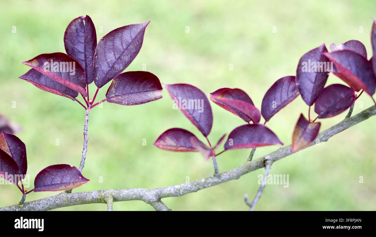 Ramo di Prunus cerasifera Nigra con foglie vibranti di un viola profondo su uno sfondo verde sfocato, che mostra una bella trama, fogliame scuro, verde primaverile Foto Stock