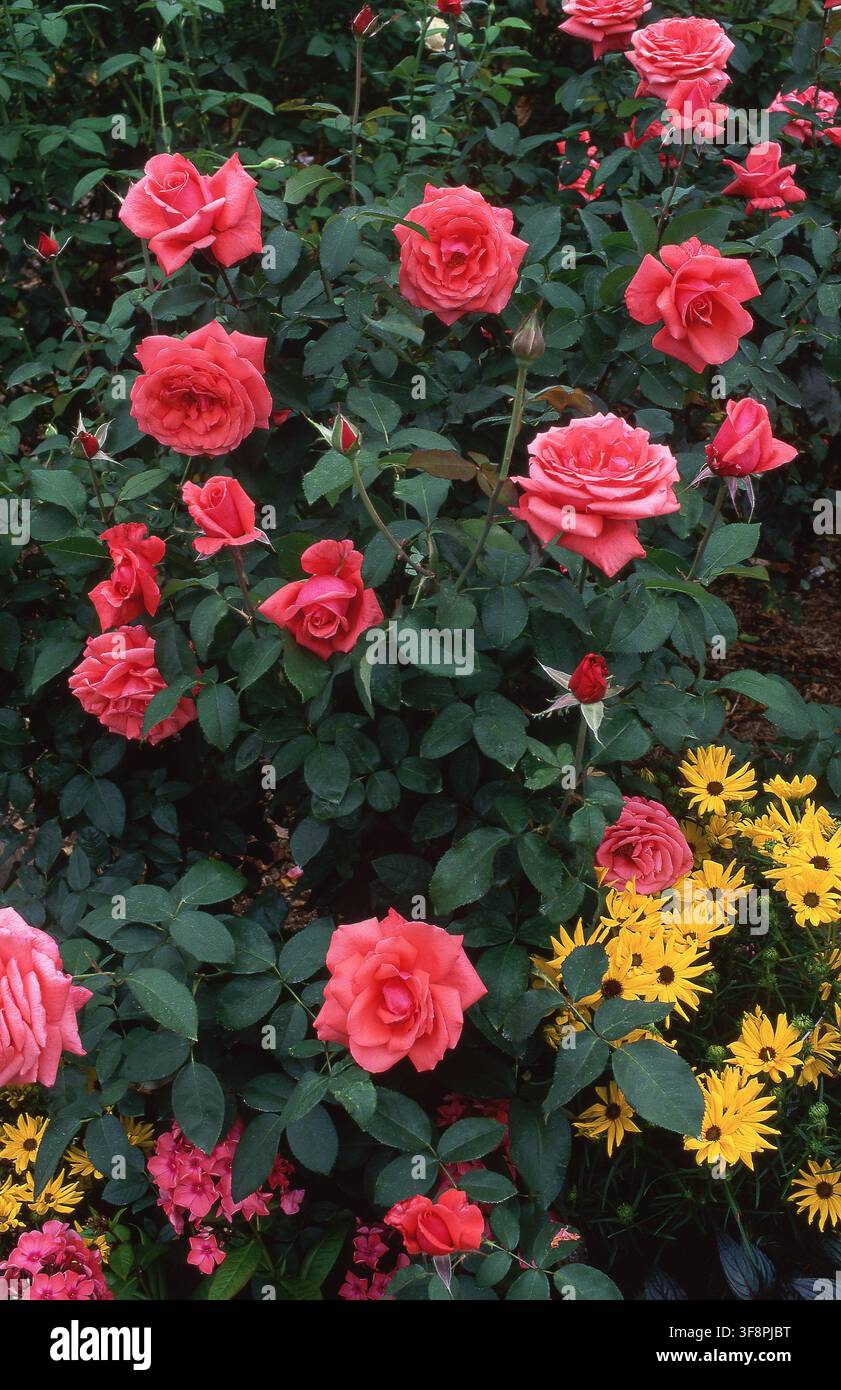 CESPO DI ROSE ROSA SALMONE 'NUvola FRAGRANTE' UNA ROSA THÉ IBRIDA IN UN AIUOLO CON FIORI GIALLI DI RUDBECKIA. AUSTRALIA. Foto Stock