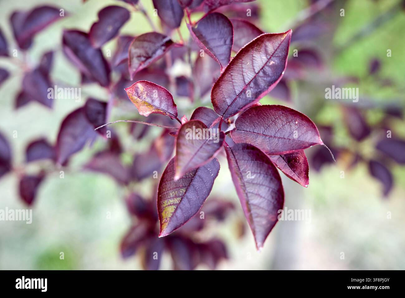 Prunus cerasifera nigra primo piano, foglie di prugno viola sfondo macro, dettaglio di fogliame bordeaux scuro, pianta ornamentale per giardinaggio paesaggistico, arbusto ornamentale Foto Stock