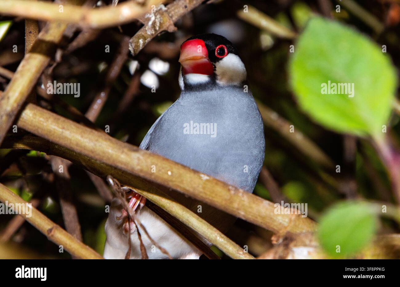Il passero di Giava è stato un uccello da gabbia popolare fin dalla dinastia Ming. Stanno diventando rari nel loro habitat del sud-est asiatico poiché sono considerati un parassita Foto Stock