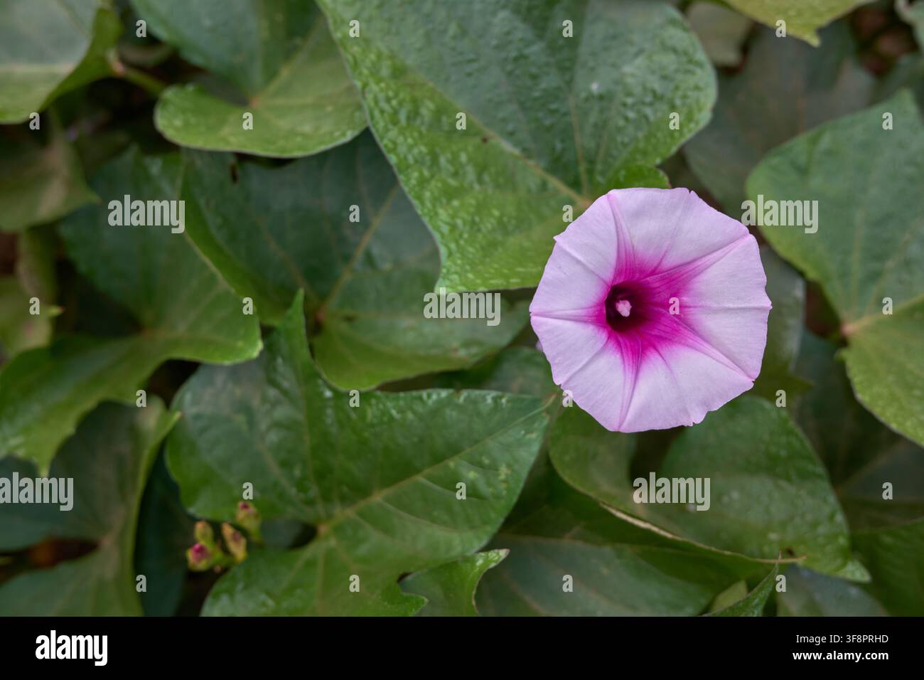 Fiore di patata dolce Ipomoea batatas in fiore con petali viola chiaro e rosa Foto Stock