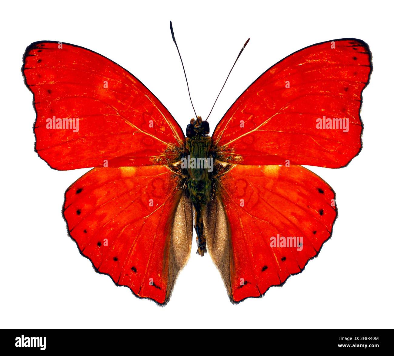 Una farfalla glider rosso sangue è mostrata con le ali completamente spiegate su uno sfondo bianco pulito. La farfalla mostra i dettagli delle sue ali e b Foto Stock