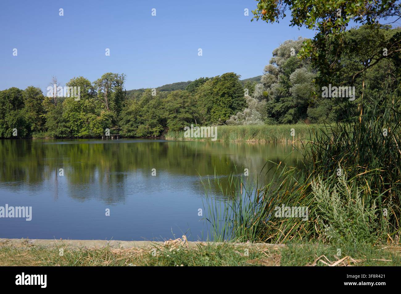 Stagno calmo nel Lainzer Tiergarten, Vienna, circondato da fitti alberi verdi e cielo riflesso, con erbe sul bordo dell'acqua Foto Stock