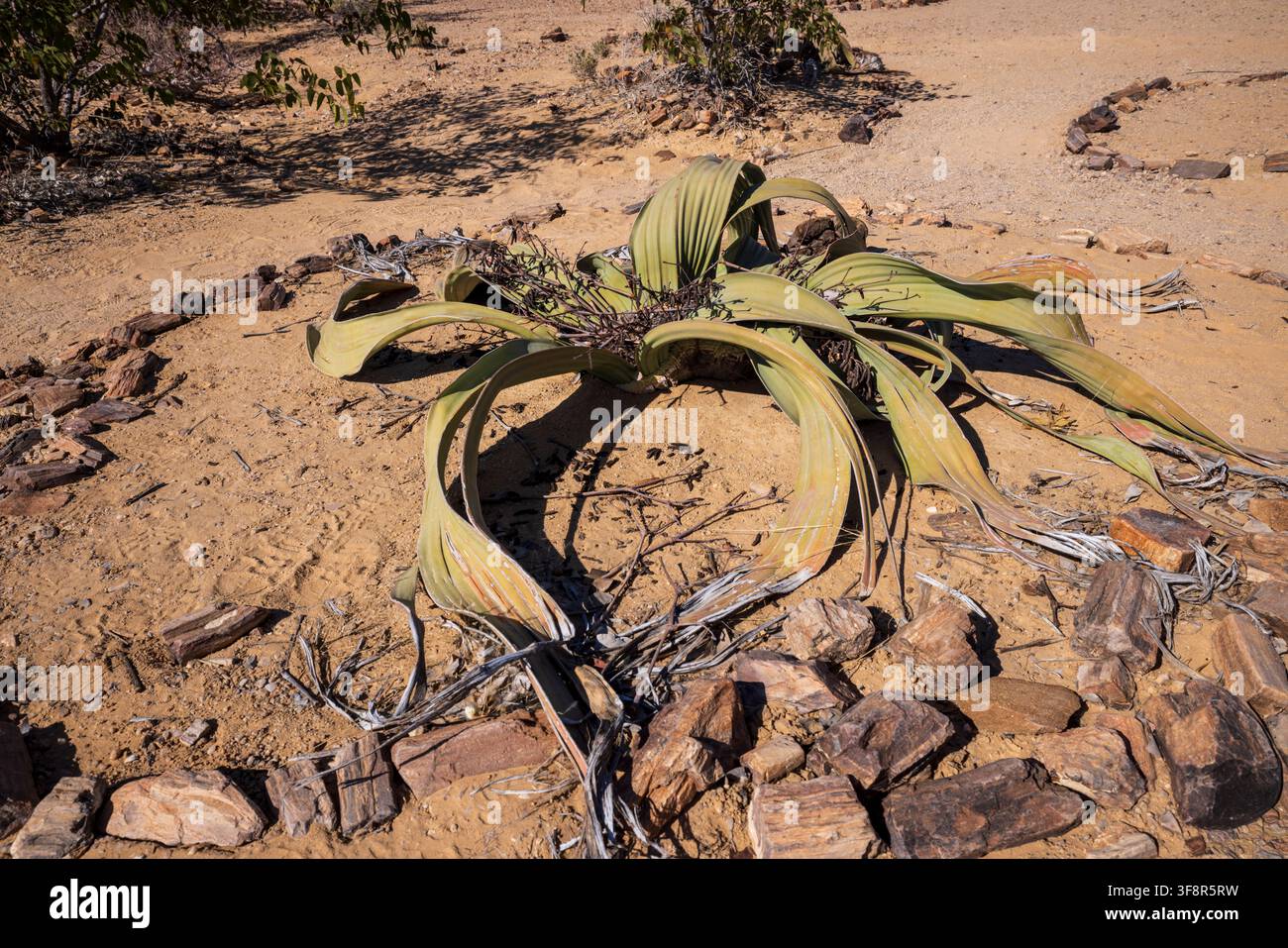 Una Welwitschia tra frammenti di legno pietrificati nella foresta pietrificata di Khorixas, Namibia, Africa Foto Stock