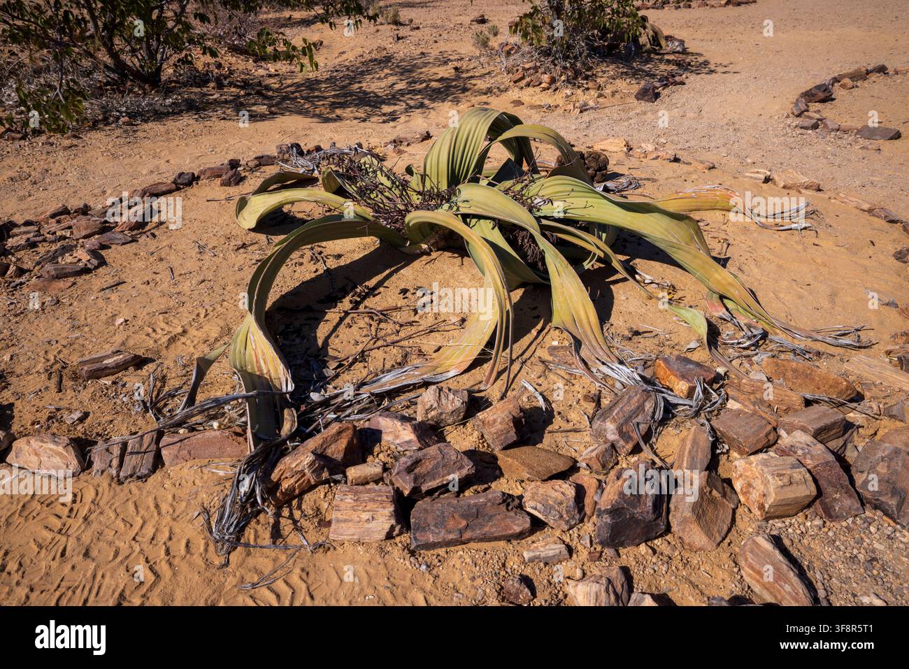 Una Welwitschia tra frammenti di legno pietrificati nella foresta pietrificata di Khorixas, Namibia, Africa Foto Stock