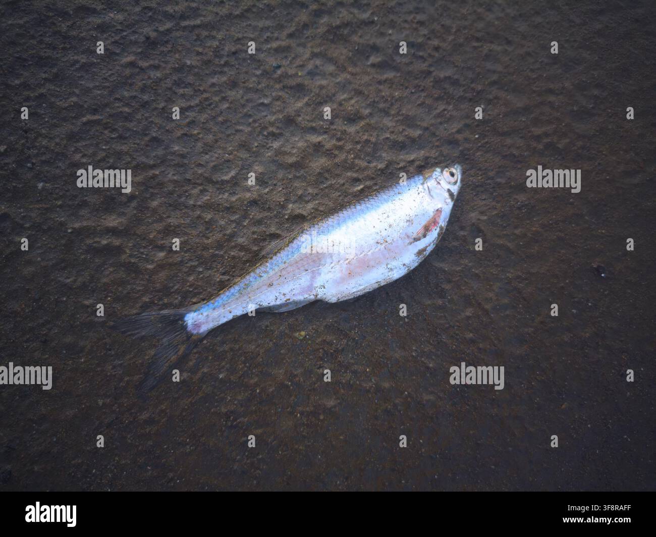 Un piccolo pesce in decomposizione giace su una superficie terrosa dove i ricchi toni marroni della carne in decomposizione e del suolo creano un contrasto cupo contro il pallido, almo Foto Stock
