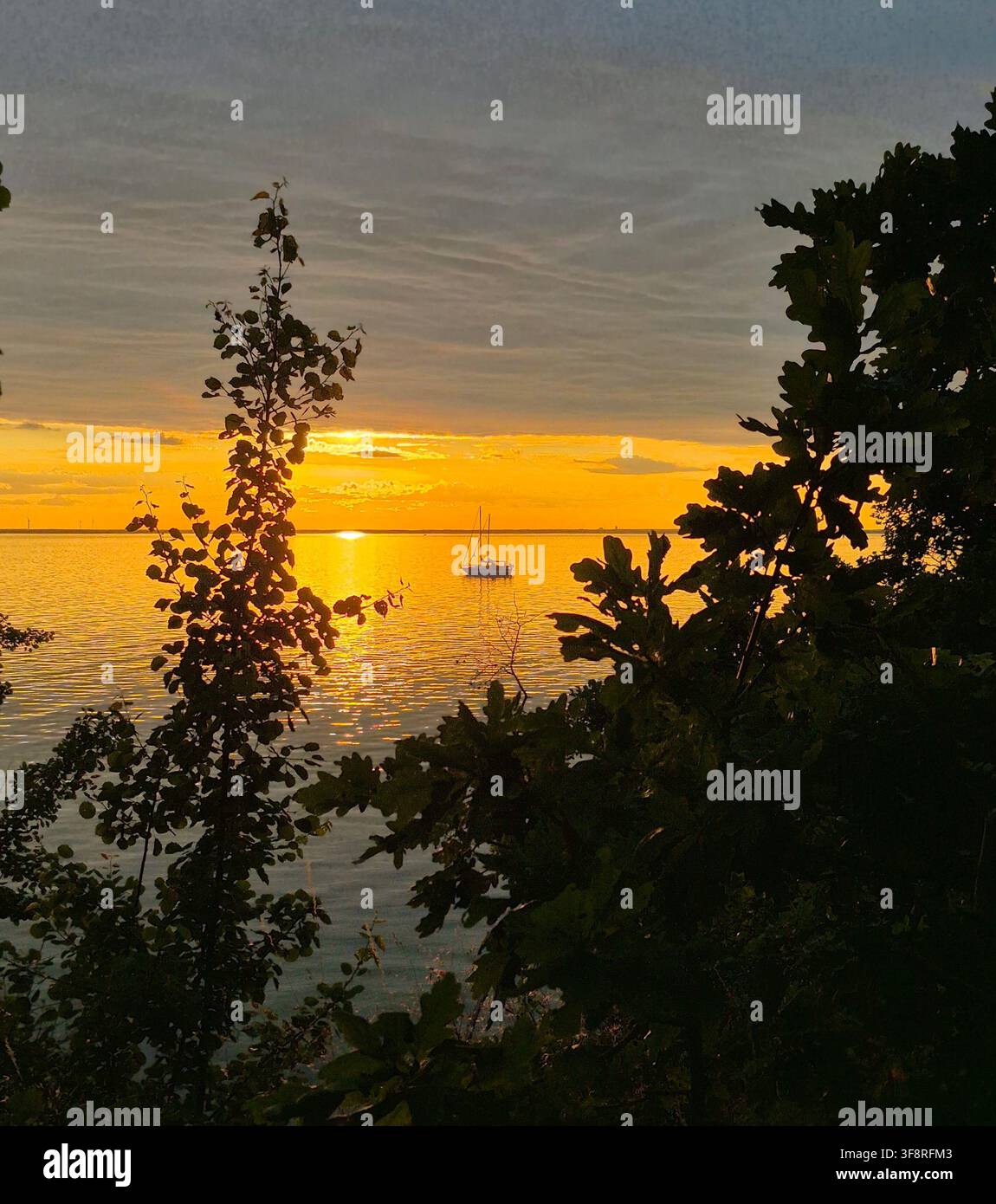 Piccola barca su un mare dorato incorniciata dagli alberi al tramonto - Immagine stock catturata con smartphone