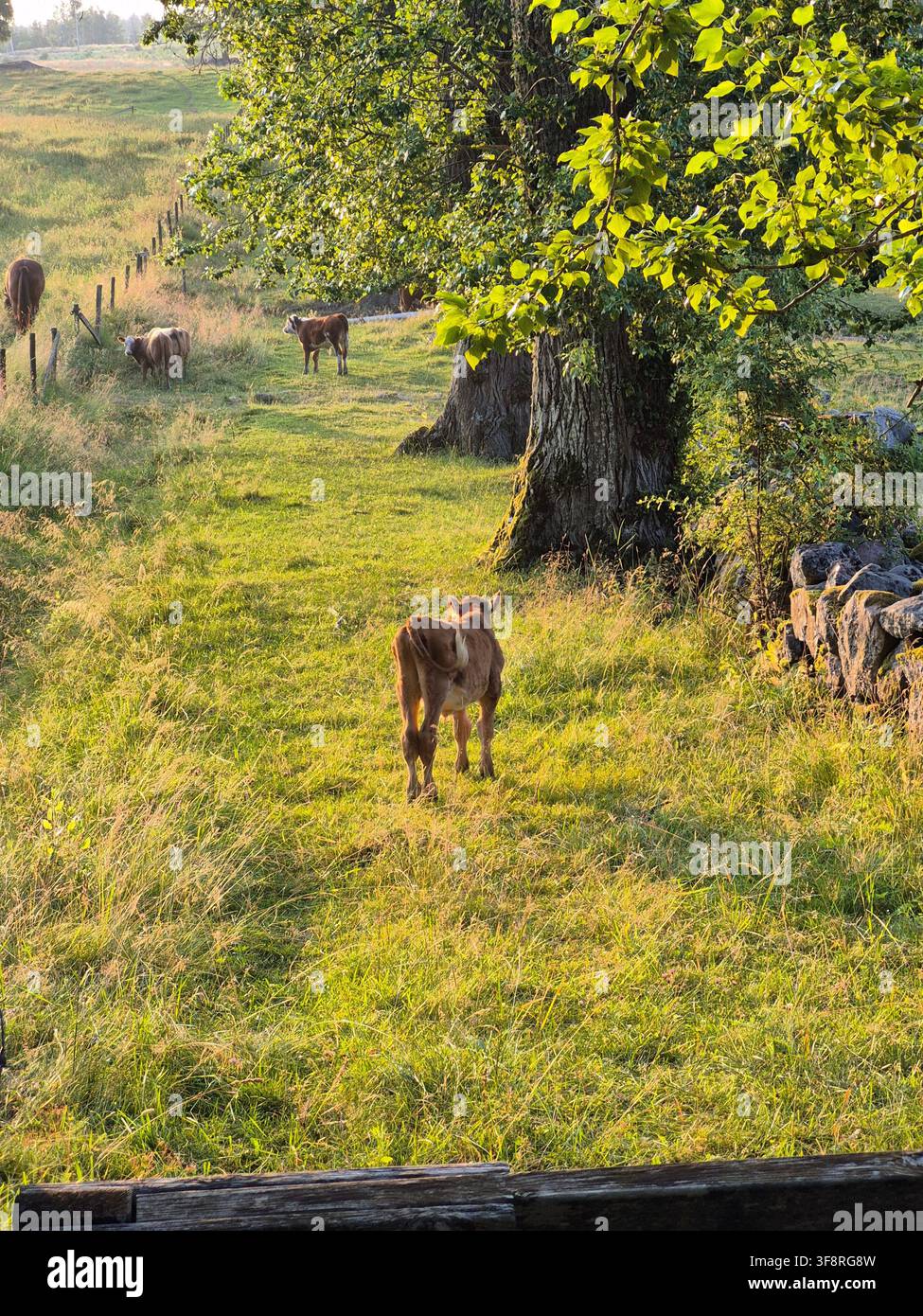 Buoi che pascolano nella tranquilla campagna svedese in una calda mattina estiva Foto Stock