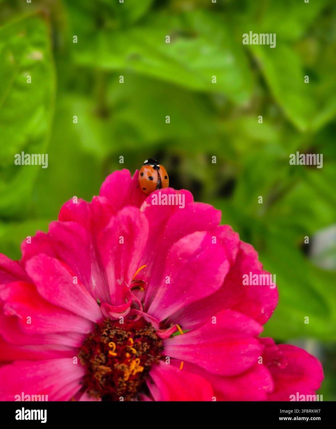 Piccolo insetto su un fiore rosa brillante con una morbida vegetazione verde sullo sfondo. - Immagine stock catturata con smartphone