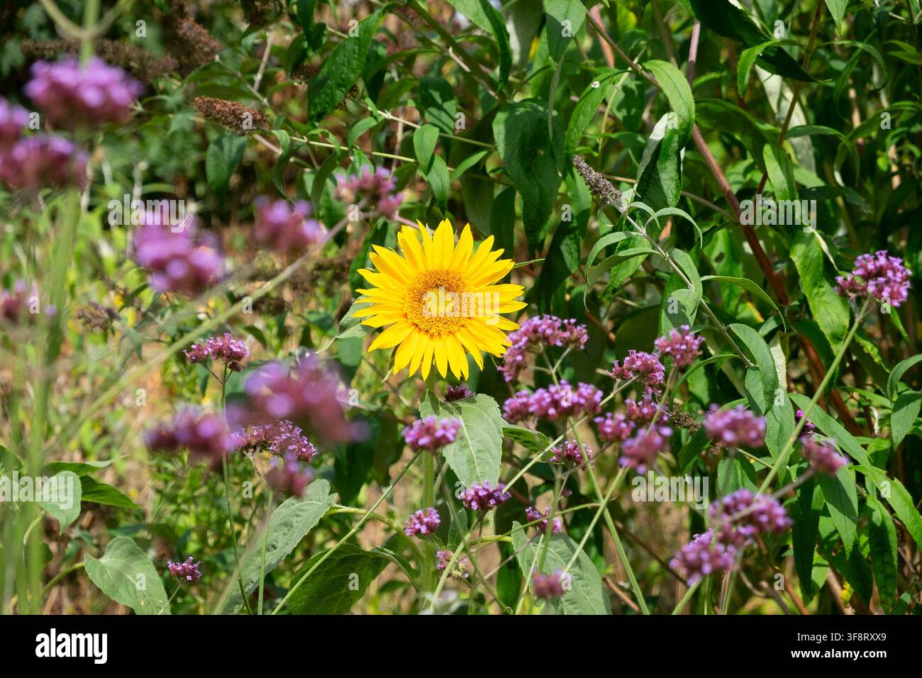 Fiore giallo singolo in fiore e piante di verbena bonariensis nel giardino di agosto del Galles UK KATHY DEWITT Foto Stock