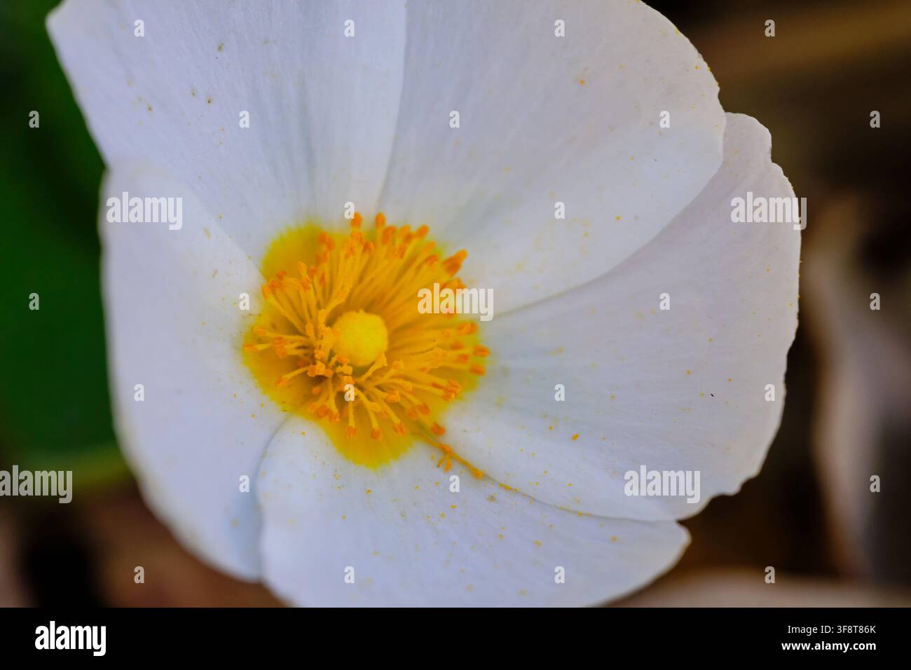 fiore bianco del bosco con polline Foto Stock