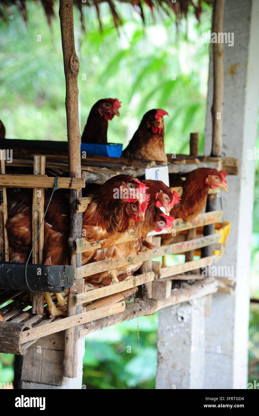 Galline ovaiole in un sistema di gabbie a batteria in bambù in un allevamento di pollame su piccola scala Foto Stock