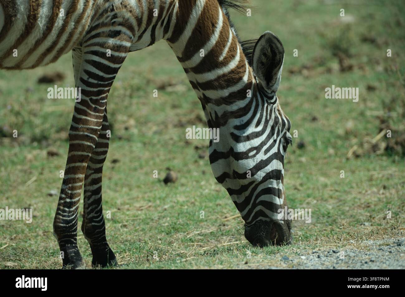 Zebra che pasce sull'erba con la testa abbassata Foto Stock