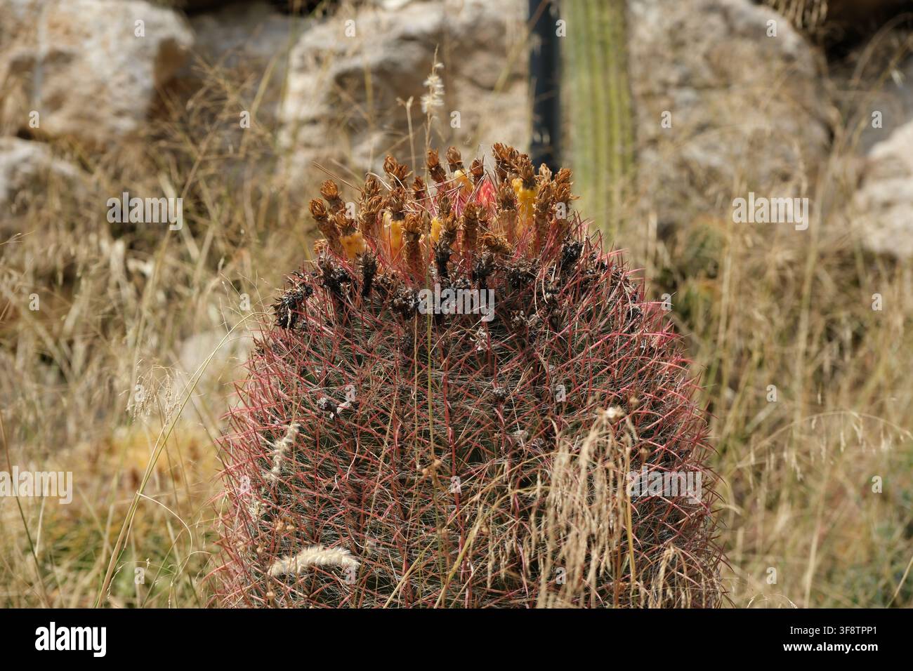 Prima piano di un cactus a barile (Ferocactus) coperto da spine rosse dense e che sviluppa frutti Foto Stock