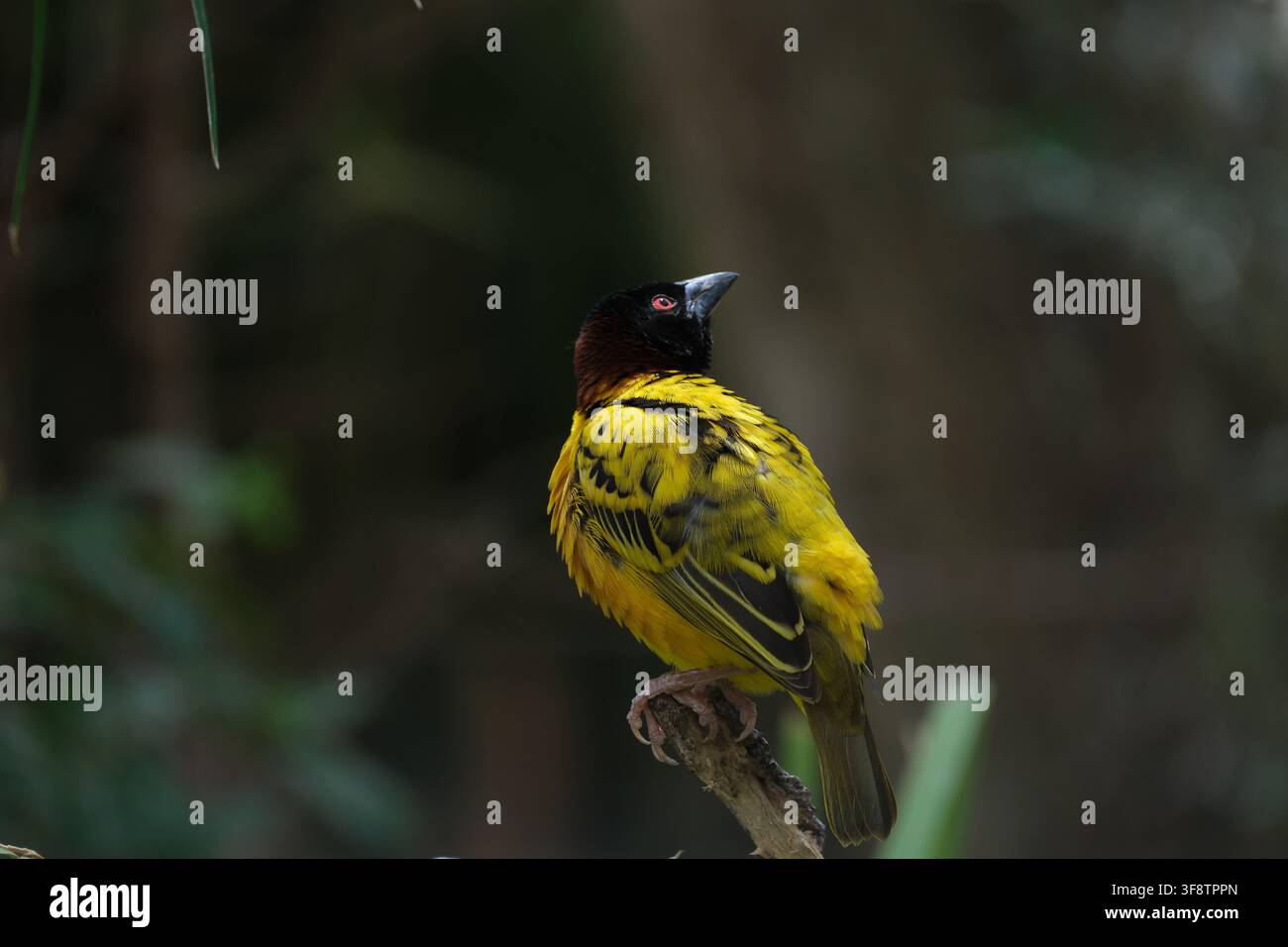 Village weaver (Ploceus cucullatus) appollaiato su un ramo Foto Stock